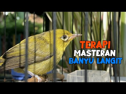 Masteran Pleci Banyu Langit Nembak Sejalur