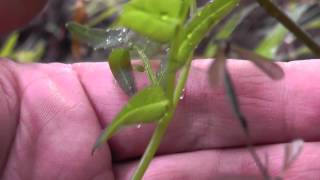 Crane Flies - Order Diptera Family Tipulidae - Real Japan Monsters