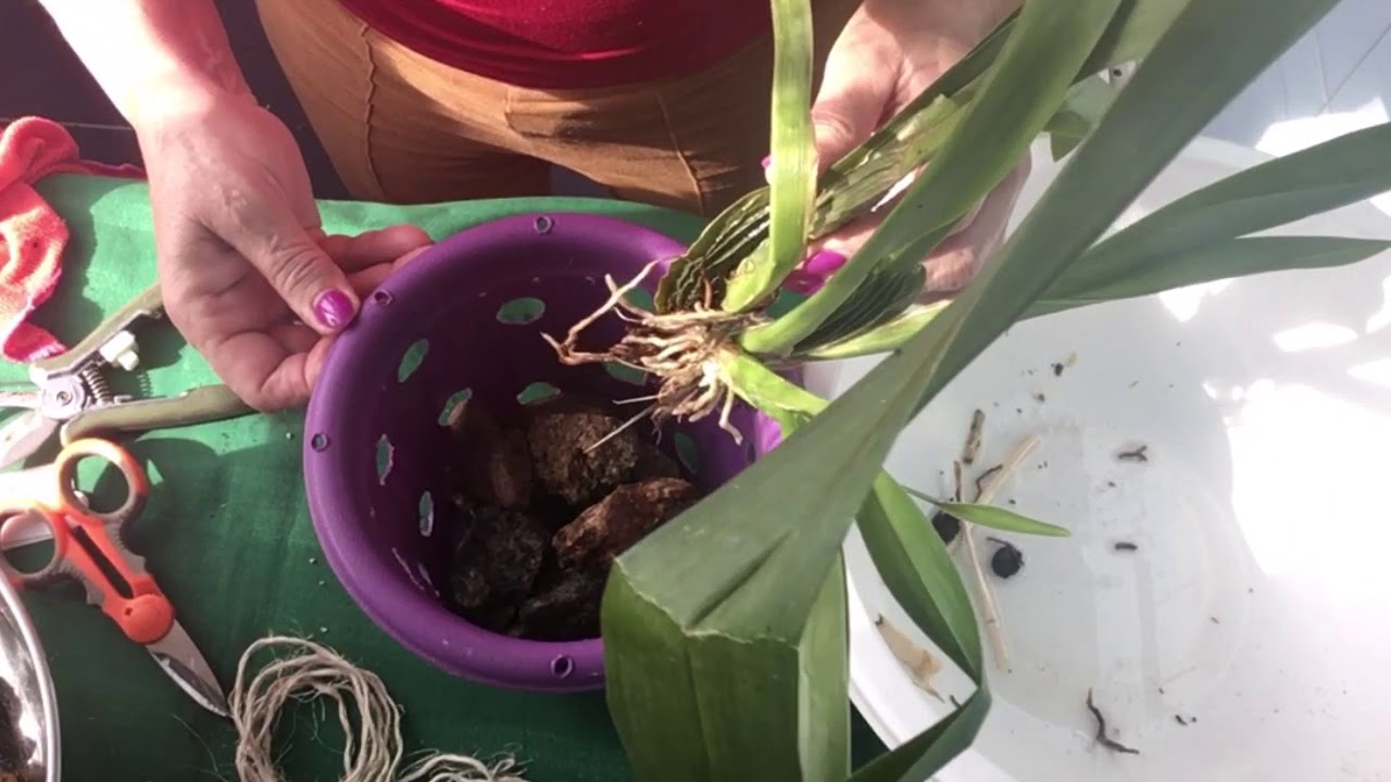 Orquídea Cambria doente-Como tratar?