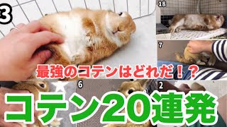 【投票有り】うさぎの可愛いコテン20連発！ #395