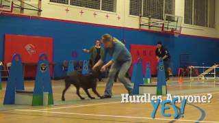 Truffle Learns Flyball - First Lesson