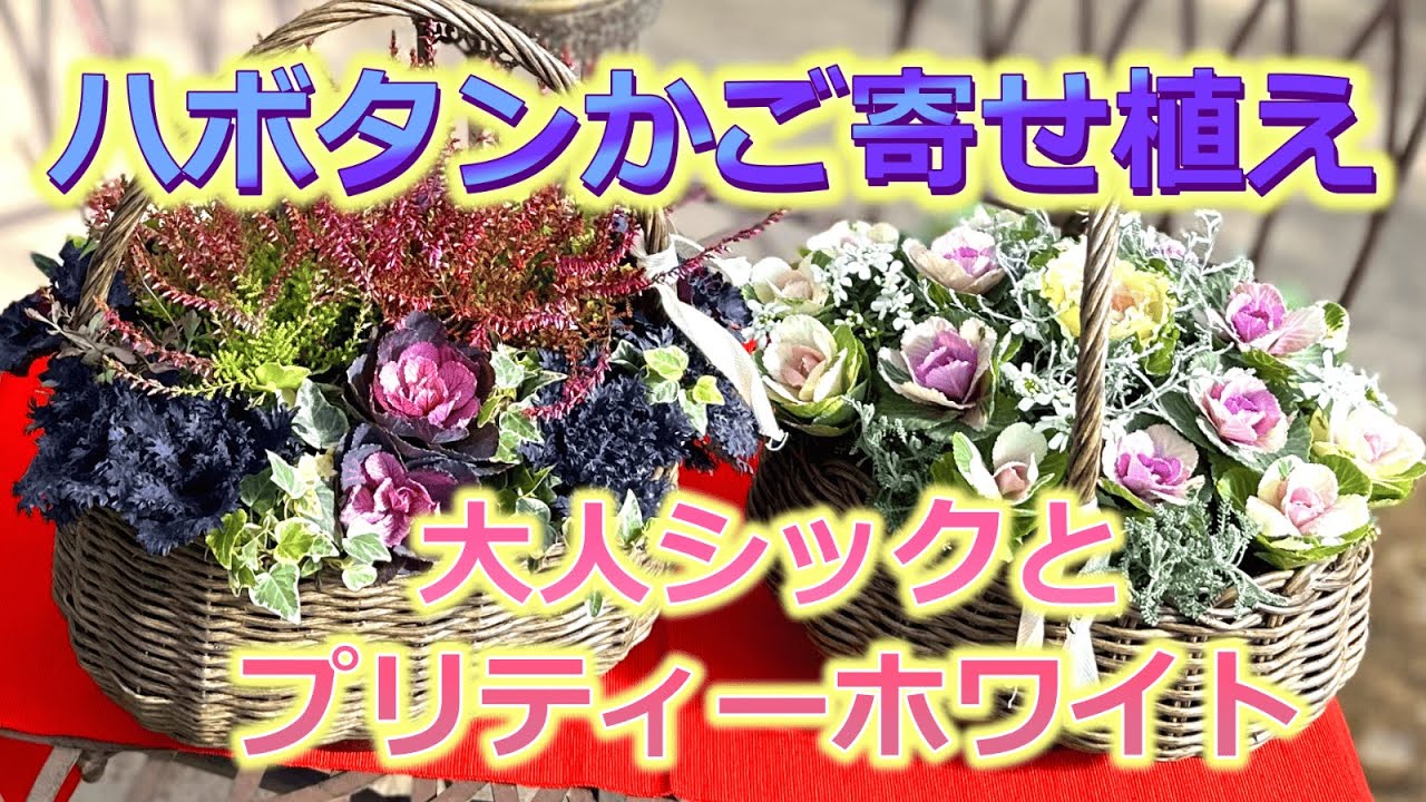 A basket of Habotan plants. Two chic, adult-style pots in black