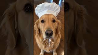 Dog comes for its food 😁 #shorts #aivideo