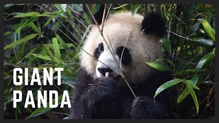 What does giant panda sound like? Panda noise in the bamboo forest!