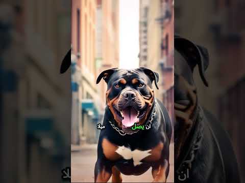 كلب البيتبول ضد كلب الروت وايلر