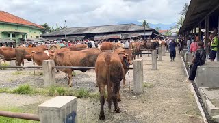 FEMALE COWS/Doro-Doro at BANJARNENGARA CATTLE MARKET