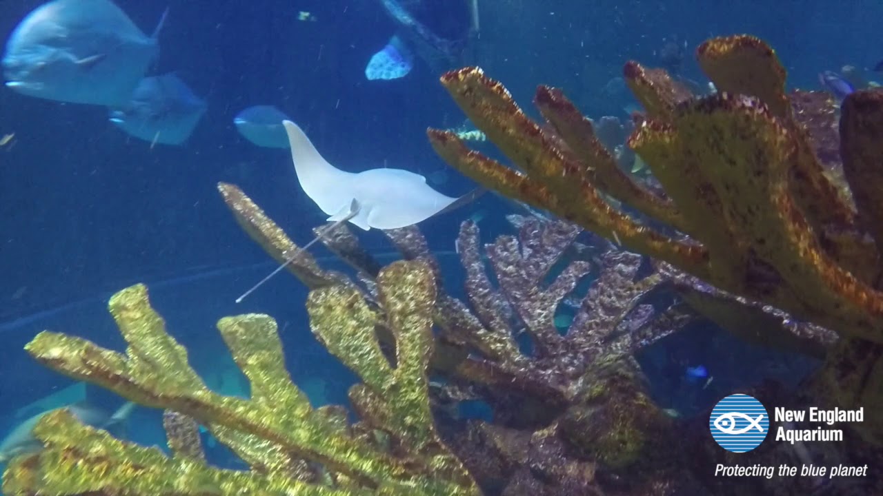New Cownose Rays in G.O.T.