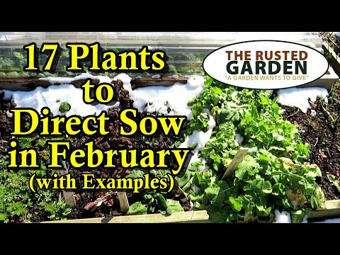 17 Garden Plants to Direct Sow in February & March: My Secret for Speeding up Germination!