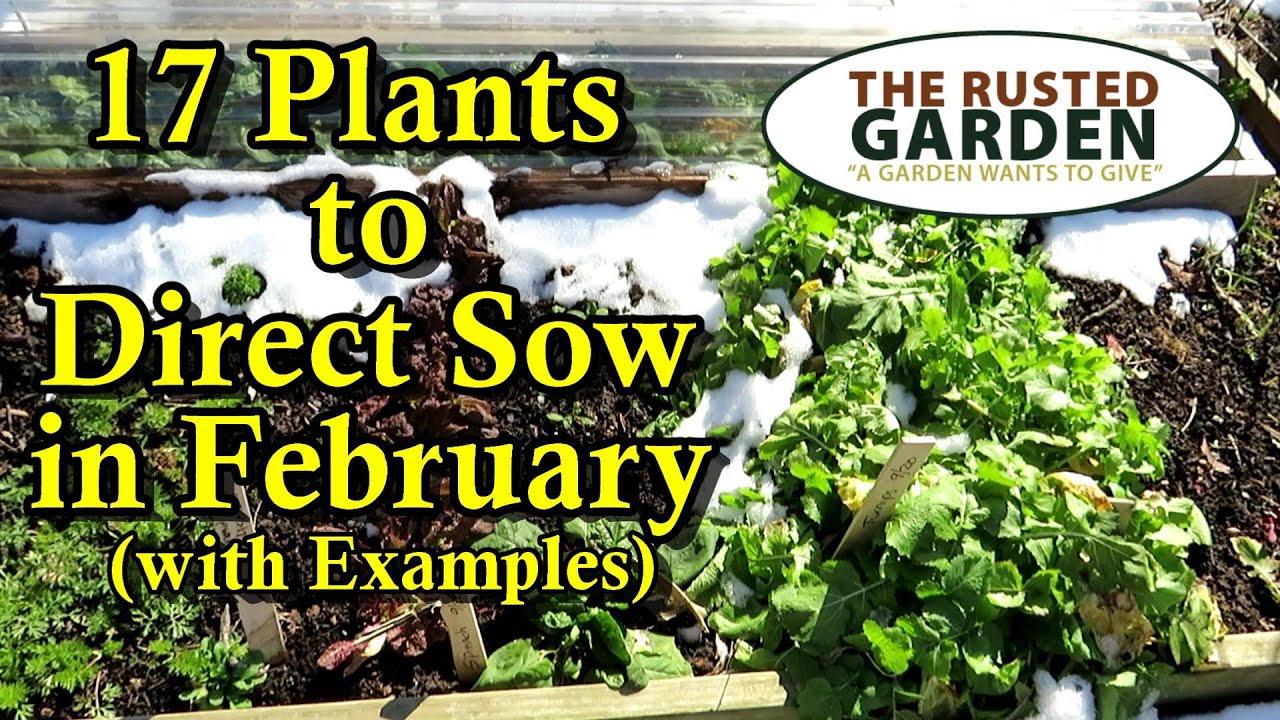 17 Garden Plants to Direct Sow in February & March My Secret for