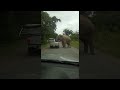 Hungry elephant has no worries about invading personal space