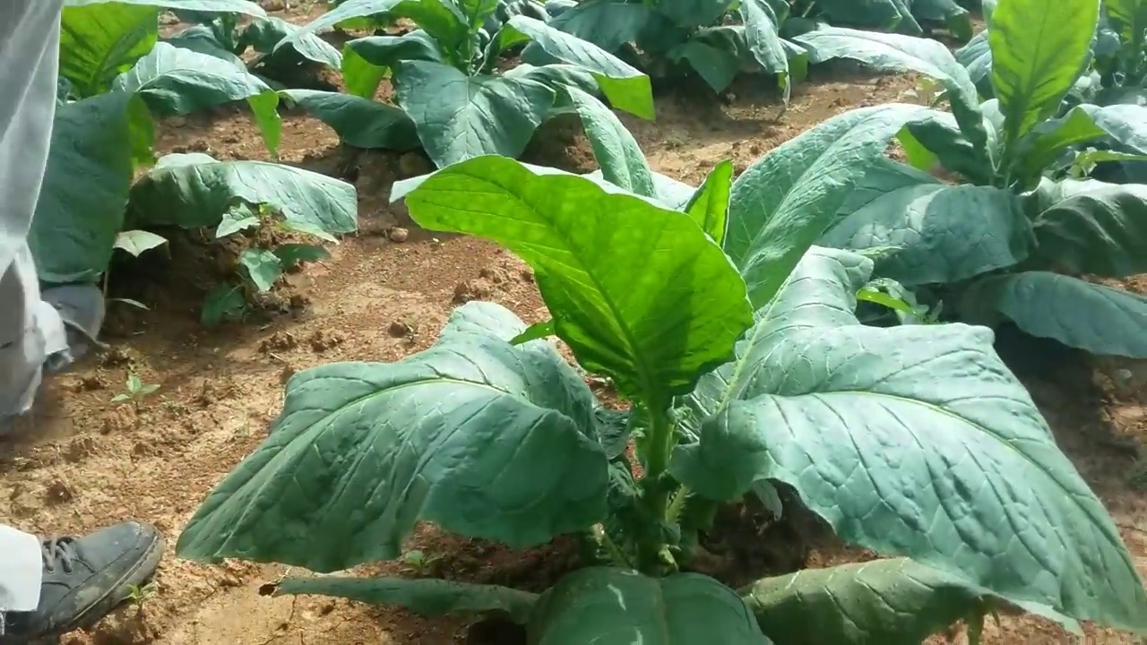 YTPC \ How Dark fired tobacco is Grown pt 2 Tennessee tobacco farming