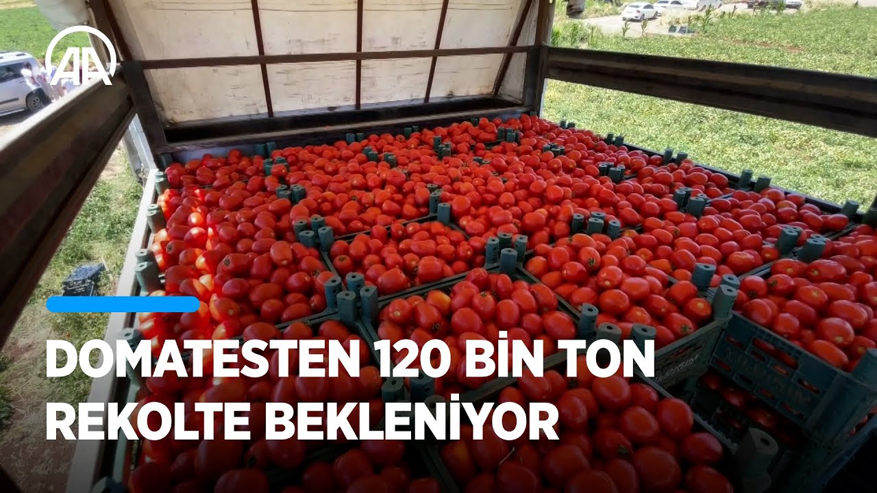 kahramanmara-ta-domatesten-120-bin-ton-rekolte-bekleniyor-youtube