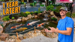I Built My Dream Koi Pond… 1 Year Later + EXPENSIVE Japanese Koi!