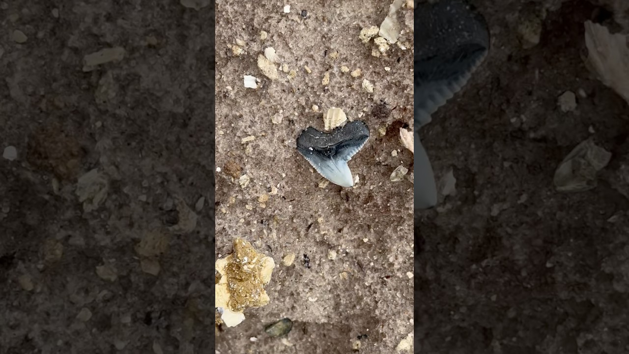 Обнаружен потрясающий зуб 🦈!!!