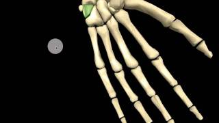 Skeleton - Hand screenshot 5
