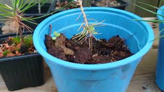 planting acer palmatum seeds in wooden boxes for my #bonsai garden2026 Wooden in Box Uncut 2025
