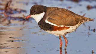 Red-kneed Dotterel. A documentary. by Plumes of Oz 458 views 1 month ago 10 minutes, 58 seconds