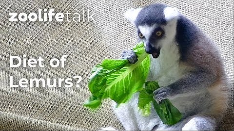 How Seasons Effect What Ring-Tailed Lemurs Eat | Zoolife Talk