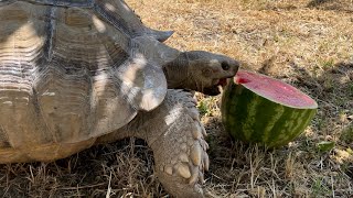 Can Spike Eat Giant Piece Of Watermelon???