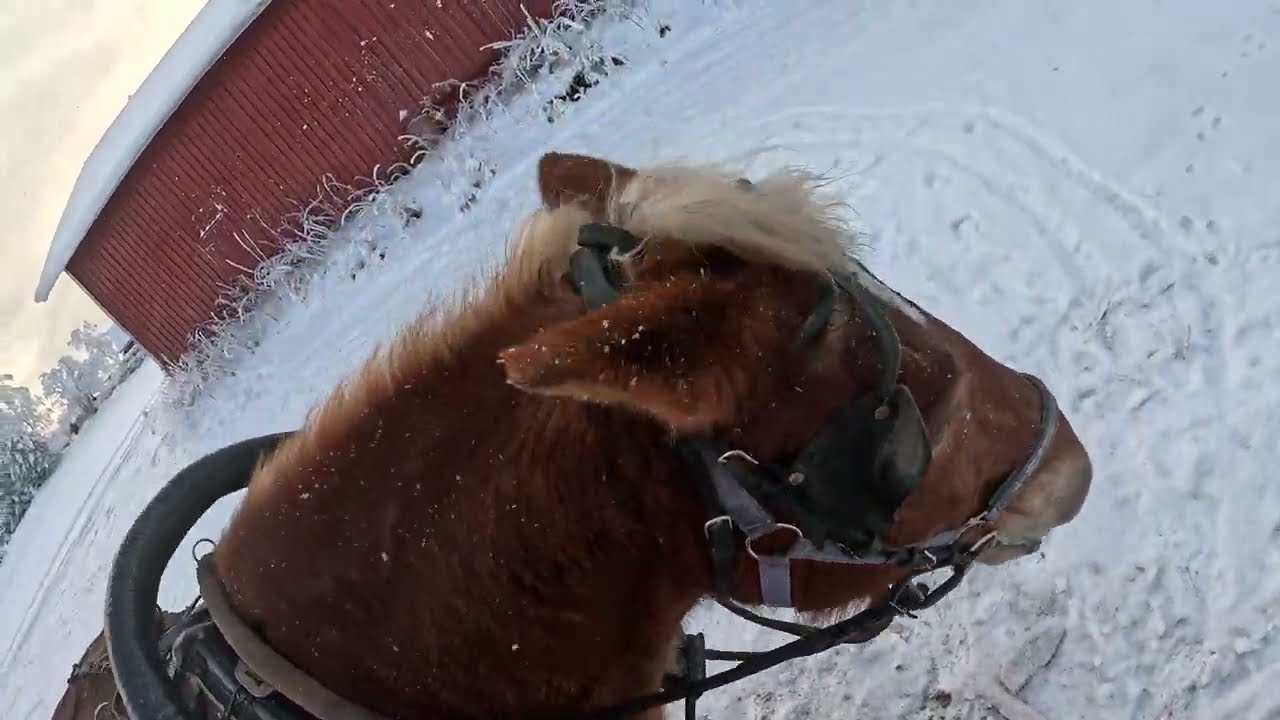 Suomenhevonen ja parireki 1/2