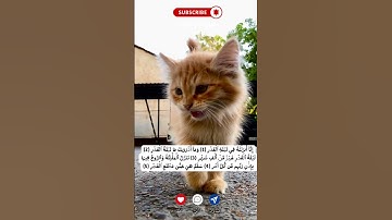 سورة القدر #قرآن  #قران_كريم  #اكسبلور  #راحة_نفسية  #دين