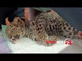 Двух потерявшихся котят леопарда спасли в Приморье