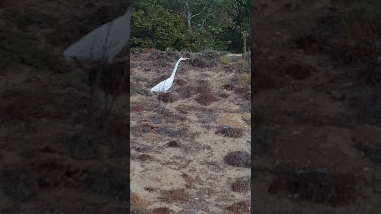 LIVE LEAK MICHEAL JACKSON ALIVE FORM OF SWAN