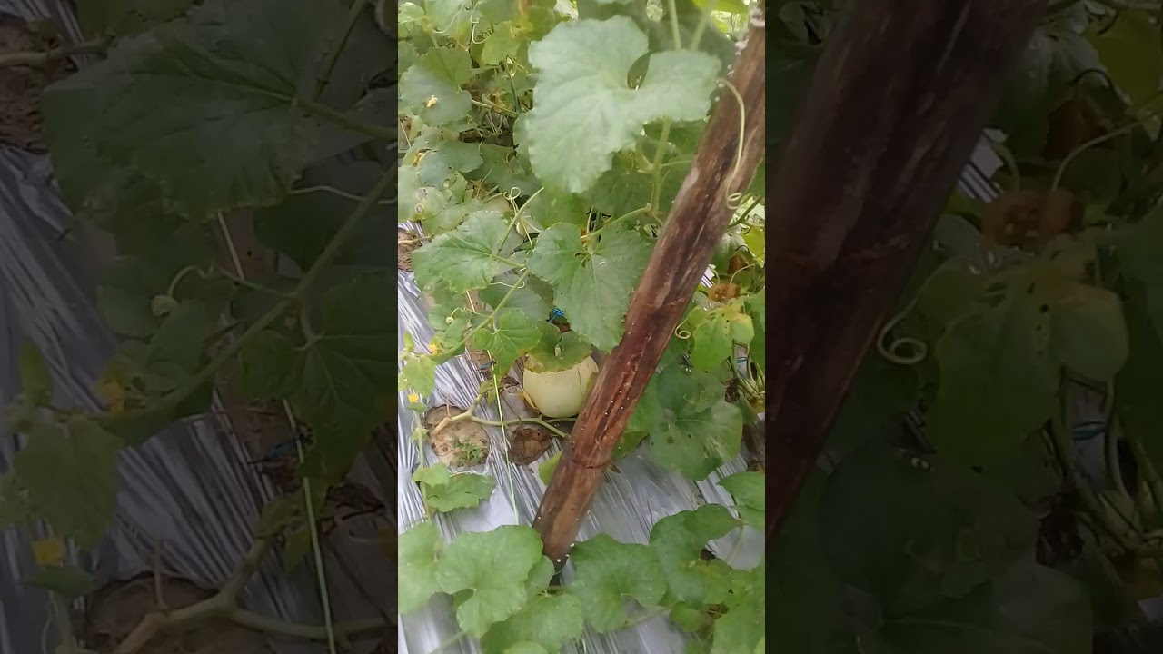 Cara tanam melon 