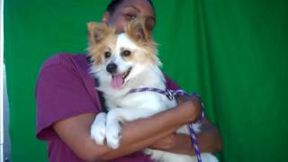 papillon sheltie mix for sale