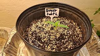 #420GTGT update @paulie6446