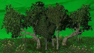 Green screen - autumn leaves falling from tree video....