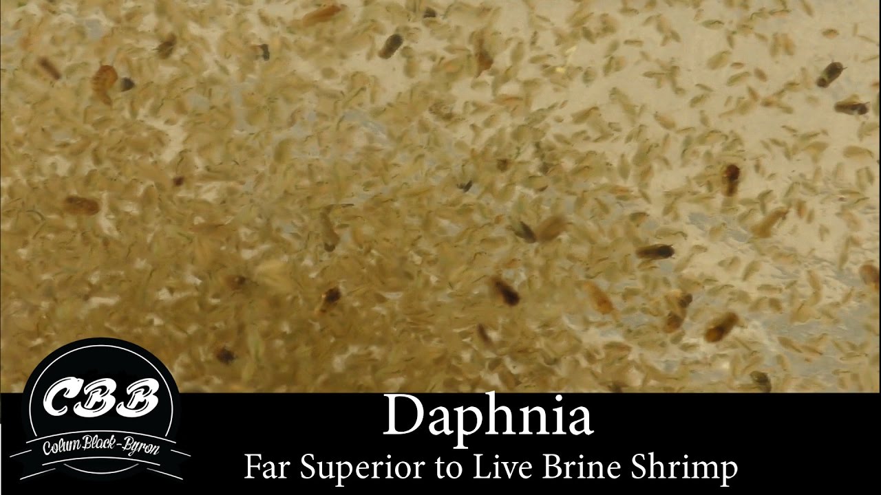 Daphnia - A Far Superior Option to Brine Shrimp 