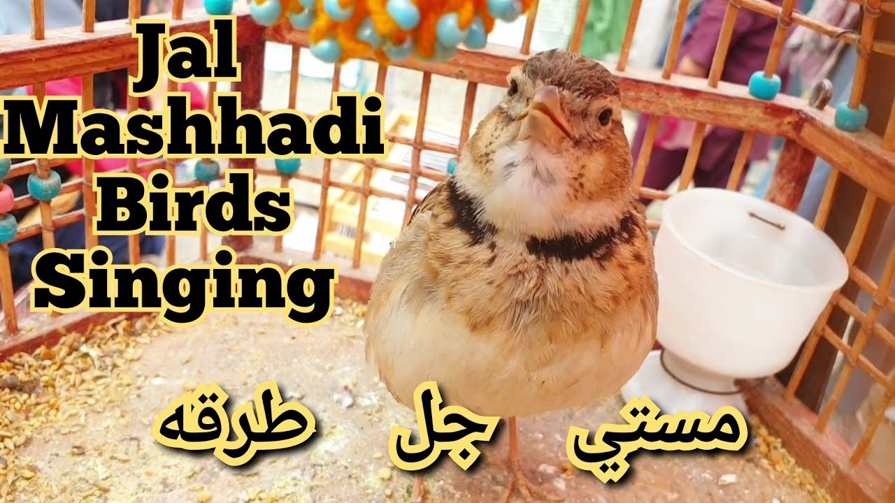Jal_Mashhadi_Birds_Mast_Singing_legandary_جل مشهدي _طرقه _مست_میخوانه_جل_کوچه کاه فروشی
