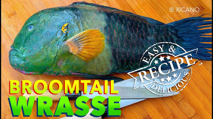 Broomtail Wrasse Clean Fillet Cook Broomtail Wrasse Clean Fillet Cook