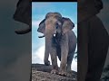 hathi kiya bol raha hai #indian #india #reels #indian_creator #indiancreator #reels #shortvideo
