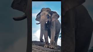 hathi kiya bol raha hai #indian #india #reels #indian_creator #indiancreator #reels #shortvideo