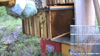 Stupna Kosnica I Rad Sa Njom