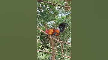 gà rừng giải nhất cực xong.qaib qus zoo raug khav tiag tiag/Hlau youtube