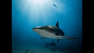 Shark Depredation Impacts Coastal Fishing, Red Snapper Woes & Vessel Speed Reductions In Gulf Coast