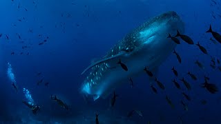 Whale Sharks in the Galapagos Islands - Part 2