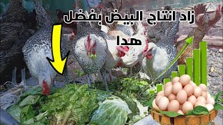احسن و اسهل خلطة مجانية لزيادة انتاج البيض عند الدجاج البلدي و دجاج السلالات