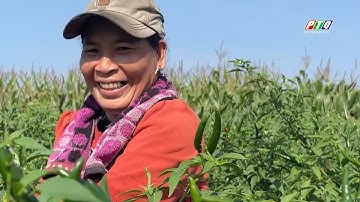 Nông dân Trà Bình phấn khởi khi ớt có giá | PTQ