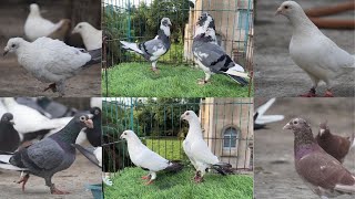 How To Setup A Breeding Loft For Pigeons! PART-4 Adding The Pairs!
