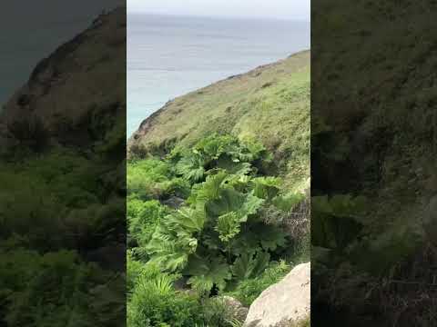 Zennor Head - Southwest Coast Path Hiking Cornwall UK