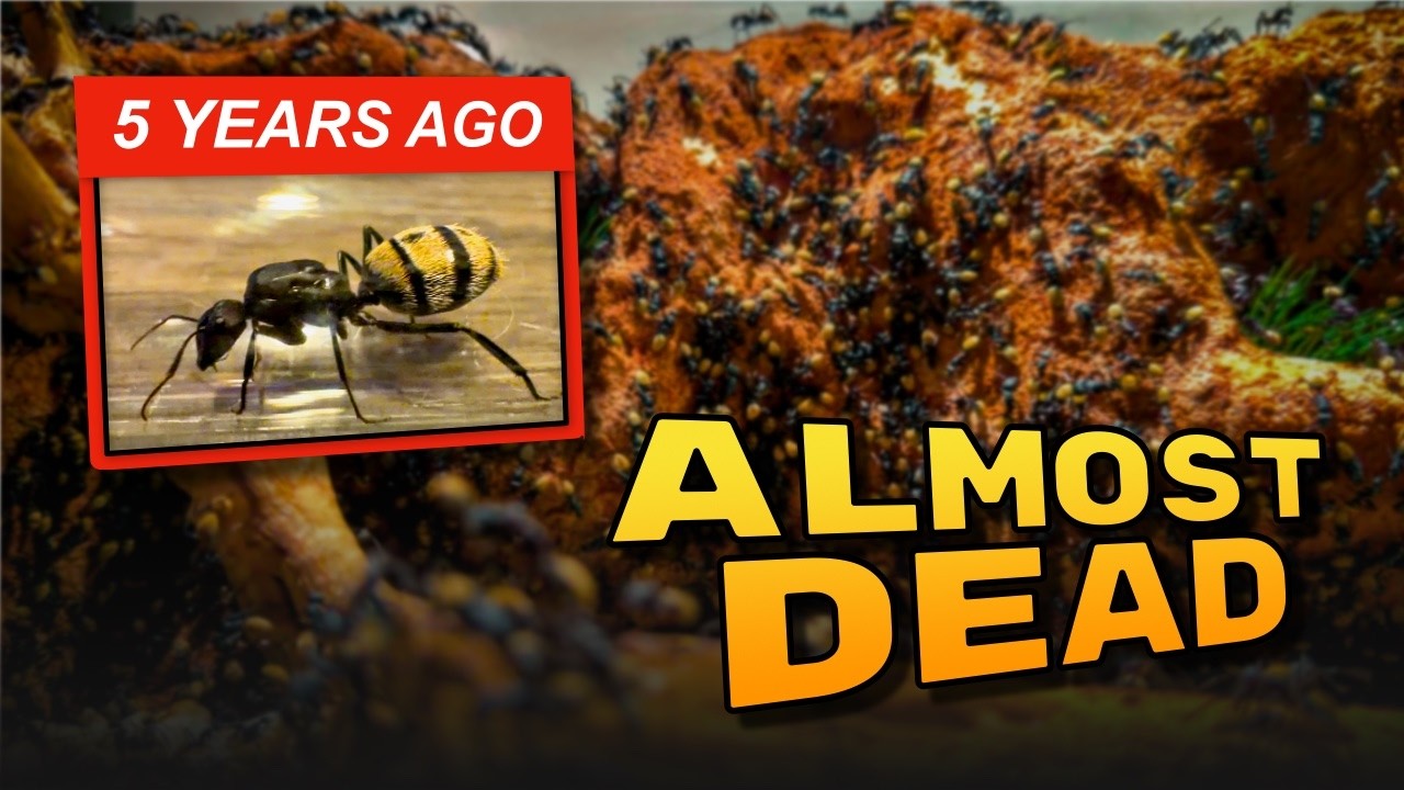I Thought This Ant Colony Was Going to Die… (5 Years Later)
