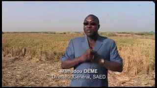 SAED, Vallée du fleuve SénéGal - La Compétitivité du riz local [REPORTAGE]