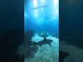 Aquarium Lisboa