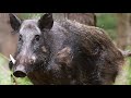 Trapping wild BOAR in home-made trap goes TOTALLY WRONG!