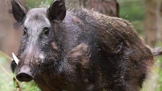 Trapping wild BOAR in home-made trap goes TOTALLY WRONG!