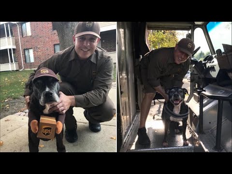 Pit Bull Dresses Up as Her Favorite UPS Deliveryman for Halloween